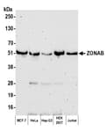 Detection of human ZONAB by western blot.