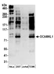 Detection of human and mouse DCAMKL1 by western blot.
