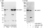 Detection of human and mouse CAND1 by western blot (h&amp;m) and immunoprecipitation (h).
