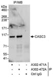 Detection of human CASC3 by western blot of immunoprecipitates.