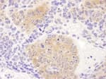 Detection of mouse CCT8 by immunohistochemistry.