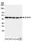 Detection of human β-Actin by western blot with HRP-conjugated Goat anti-Rabbit IgG-Fc Fragment Antibody.