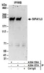 Detection of human SIPA1L3 by western blot of immunoprecipitates.