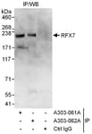 Detection of human RFX7 by western blot of immunoprecipitates.