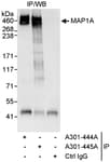 Detection of human MAP1A by western blot of immunoprecipitates.