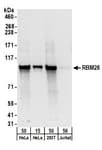 Detection of human RBM28 by western blot.