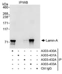 Detection of human Lamin-A by western blot of immunoprecipitates.