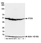 Detection of mouse and rat PTEN by western blot.