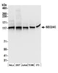 Detection of human and mouse SEC24C by western blot.
