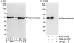 Detection of human and mouse Gamma-tubulin by western blot (h &amp; m) and immunoprecipitation (h).