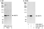 Detection of human ABCF3 by western blot and immunoprecipitation.