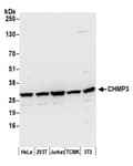 Detection of human and mouse CHMP3 by western blot.