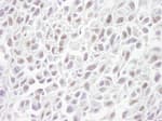 Detection of mouse SMC3 by immunohistochemistry.