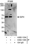 Detection of human E2F4 by western blot of immunoprecipitates.