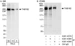 Detection of human TAB182 by western blot and immunoprecipitation.
