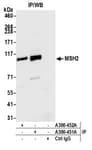 Detection of human MSH2 by western blot of immunoprecipitates.