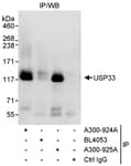 Detection of human USP33 by western blot of immunoprecipitates.