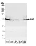Detection of human PIMT by western blot.