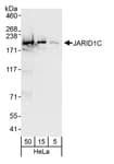 Detection of human JARID1C by western blot.