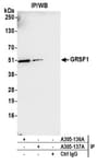 Detection of human GRSF1 by western blot of immunoprecipitates.