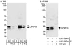 Detection of human and mouse CPSF30 by western blot (h&amp;m) and immunoprecipitation (h).
