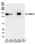 Detection of human and mouse FAM83H by western blot.