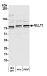 Detection of human MLLT1 by western blot.
