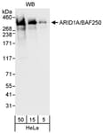 Detection of human ARID1A by western blot.