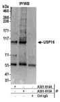 Detection of human USP16 by western blot of immunoprecipitates.