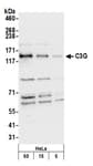 Detection of human C3G by western blot.