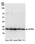 Detection of human and mouse ATP5H by western blot.