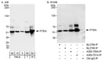 Detection of human and mouse PTEN by western blot (h&amp;m) and immunoprecipitation (h).