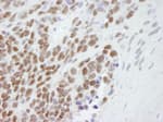 Detection of mouse CBX3 by immunohistochemistry.