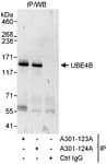 Detection of human UBE4B by western blot of immunoprecipitates.