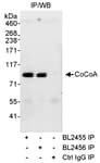 Detection of human CoCoA by western blot of immunoprecipitates.