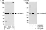 Detection of human CDK5RAP3 by western blot and immunoprecipitation.
