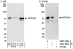 Detection of human WDR42A by western blot and immunoprecipitation.