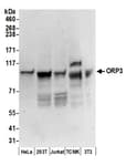 Detection of human and mouse ORP3 by western blot.