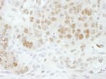 Detection of mouse CPSF73 by immunohistochemistry.