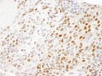 Detection of mouse RPA32 by immunohistochemistry.