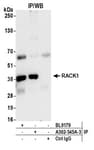 Detection of human RACK1 by western blot of immunoprecipitates.