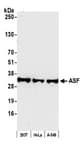 Detection of human ASF by western blot.
