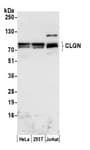 Detection of human CLGN by western blot.