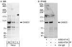 Detection of human CASC3 by western blot and immunoprecipitation.