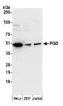 Detection of human PGD by western blot.