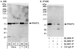 Detection of human and mouse PRMT5 by western blot (h&amp;m) and immunoprecipitation (h).