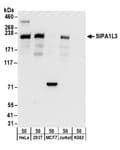 Detection of human SIPA1L3 by western blot.