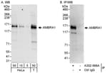 Detection of human AMBRA1 by western blot and immunoprecipitation.