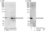 Detection of human MCM-BP by western blot and immunoprecipitation.