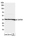 Detection of mouse GAPDH by western blot.